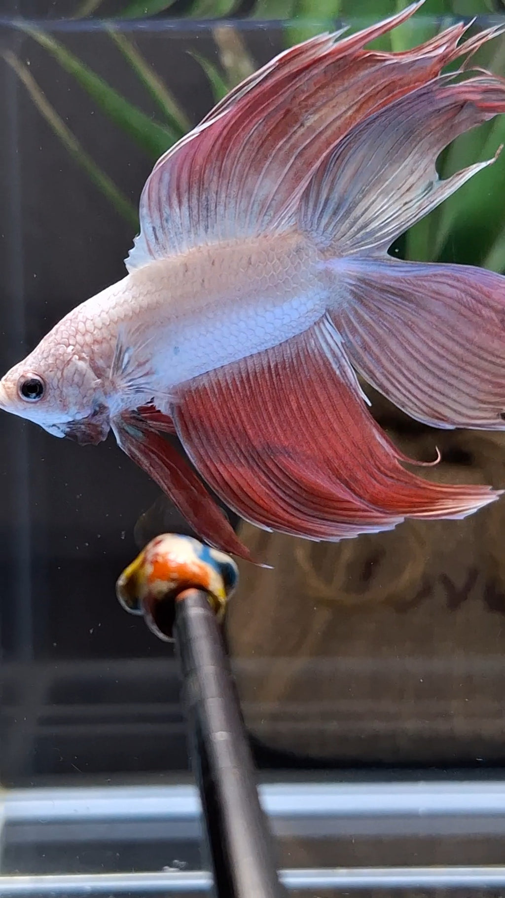 Monster Big XL Size Veiltail Double Tail Rose Gold Rare Betta Fish Male