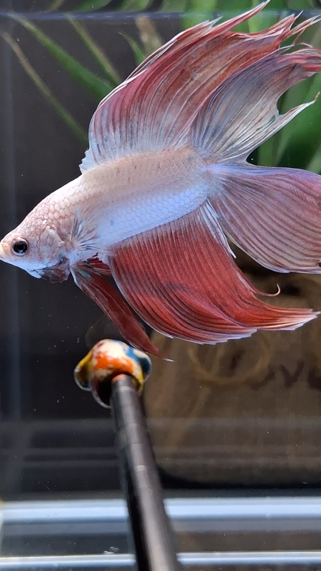 Monster Big XL Size Veiltail Double Tail Rose Gold Rare Betta Fish Male