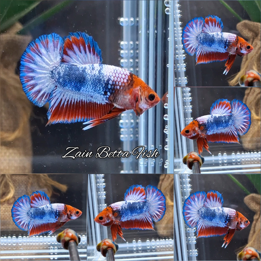 Fancy White Scale Plakat HMPK Betta Fish Male