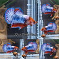 Fancy White Scale Plakat HMPK Betta Fish Male