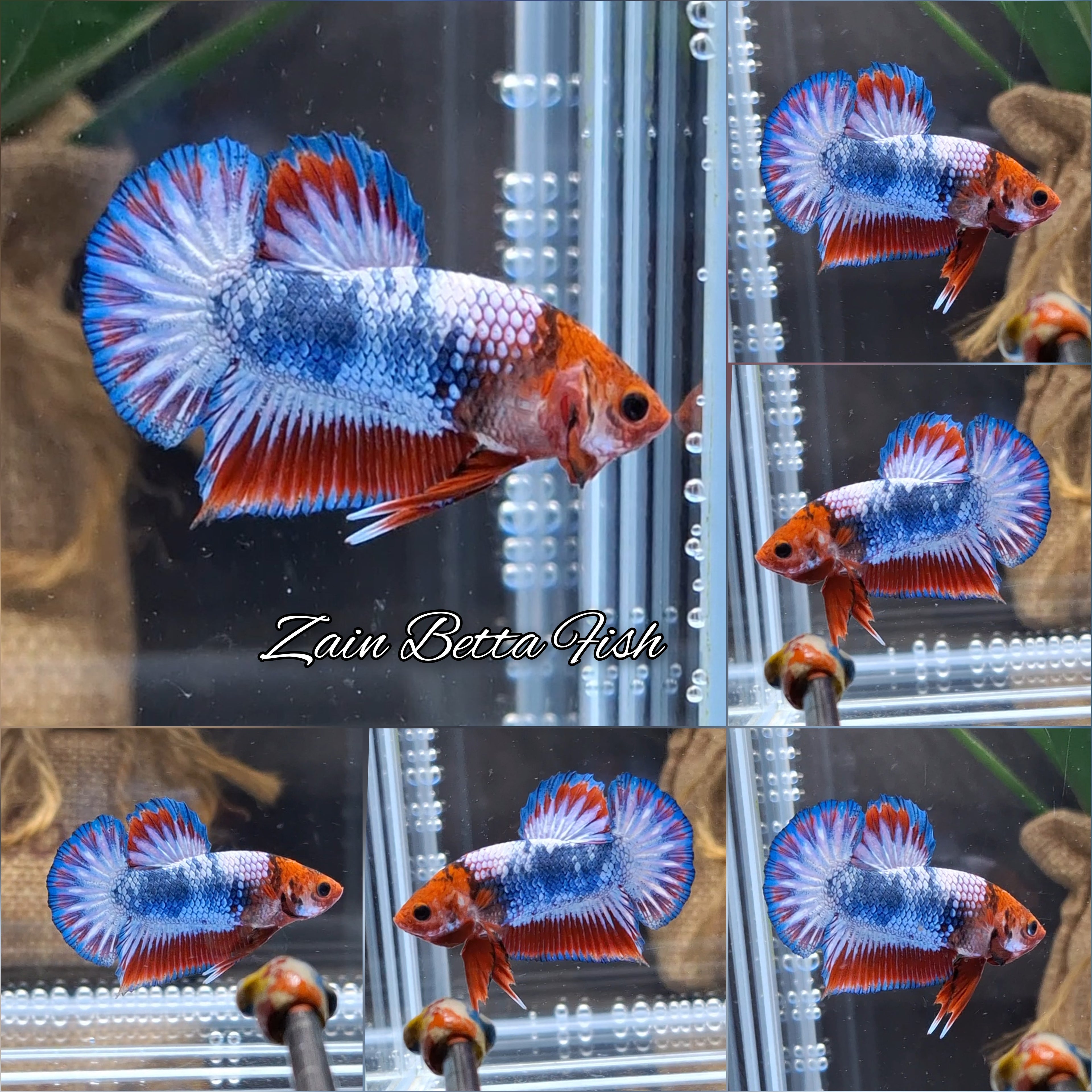Fancy White Scale Plakat HMPK Betta Fish Male