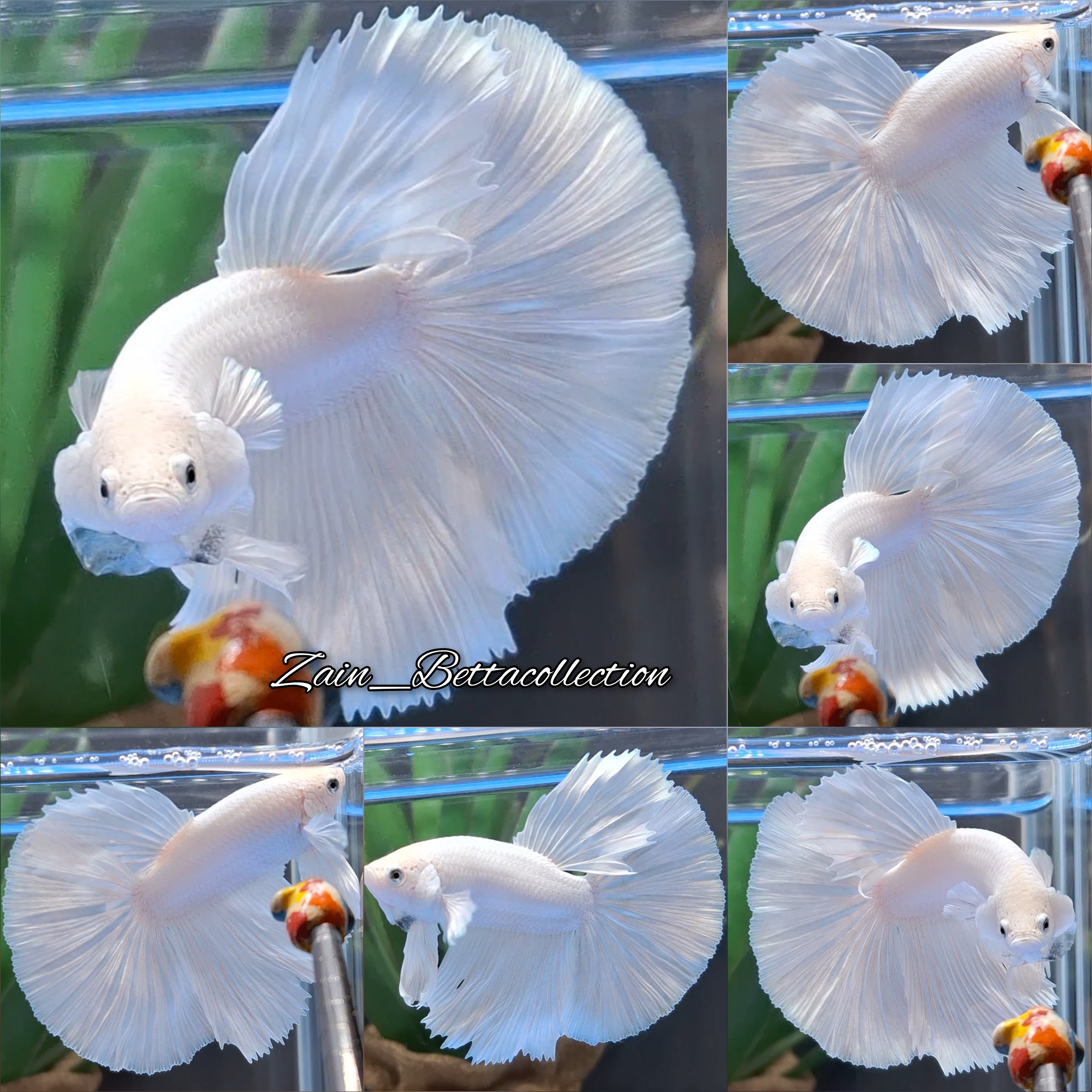 OHM Halfmoon White Platimum Betta Fish Male