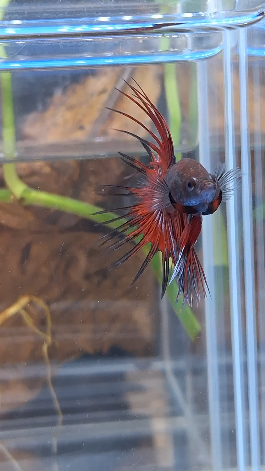 Crowntail Vampire Dark Red Betta Fish Male