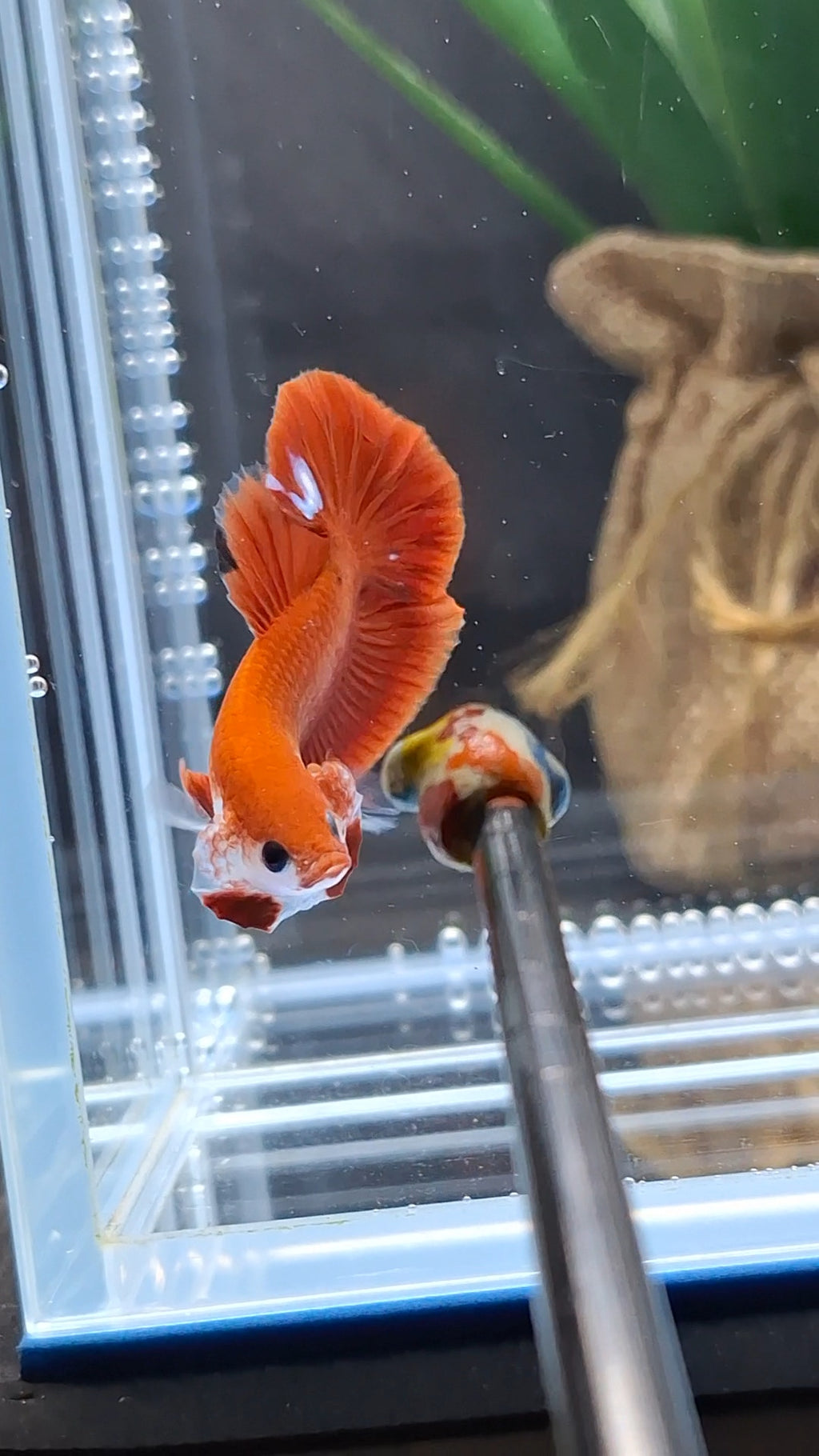 Hellboy Red Monkey Face Plakat HMPK Betta Fish Male