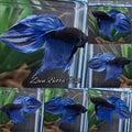 Veiltail Black Series Avatar Blue Rare Betta Fish Male
