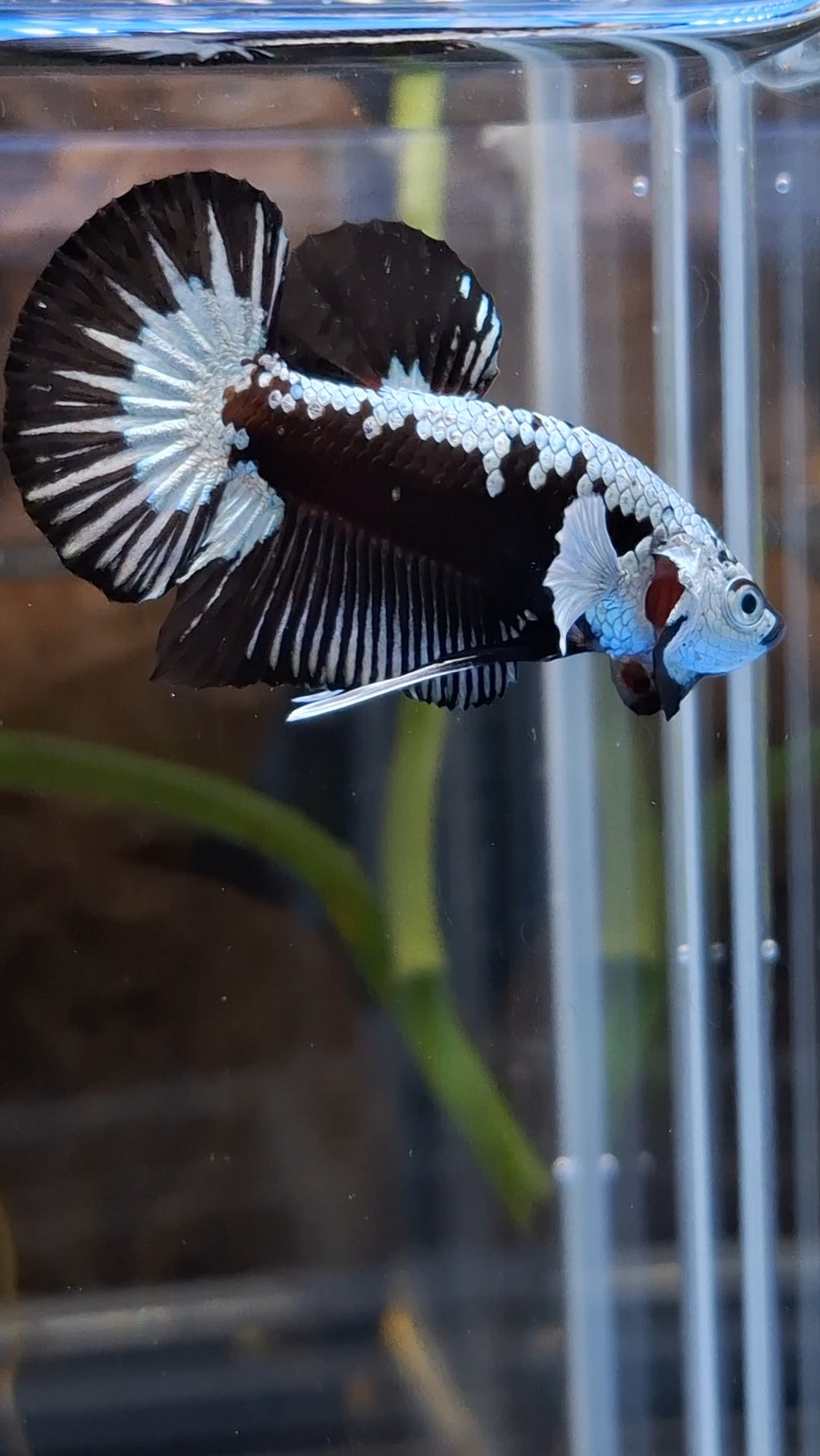 Samurai Black Mamba Snow White Ear Plakat HMPK Betta Fish Male