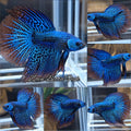 Alien Halfmoon Hybrid Rare Wild Betta Fish Male