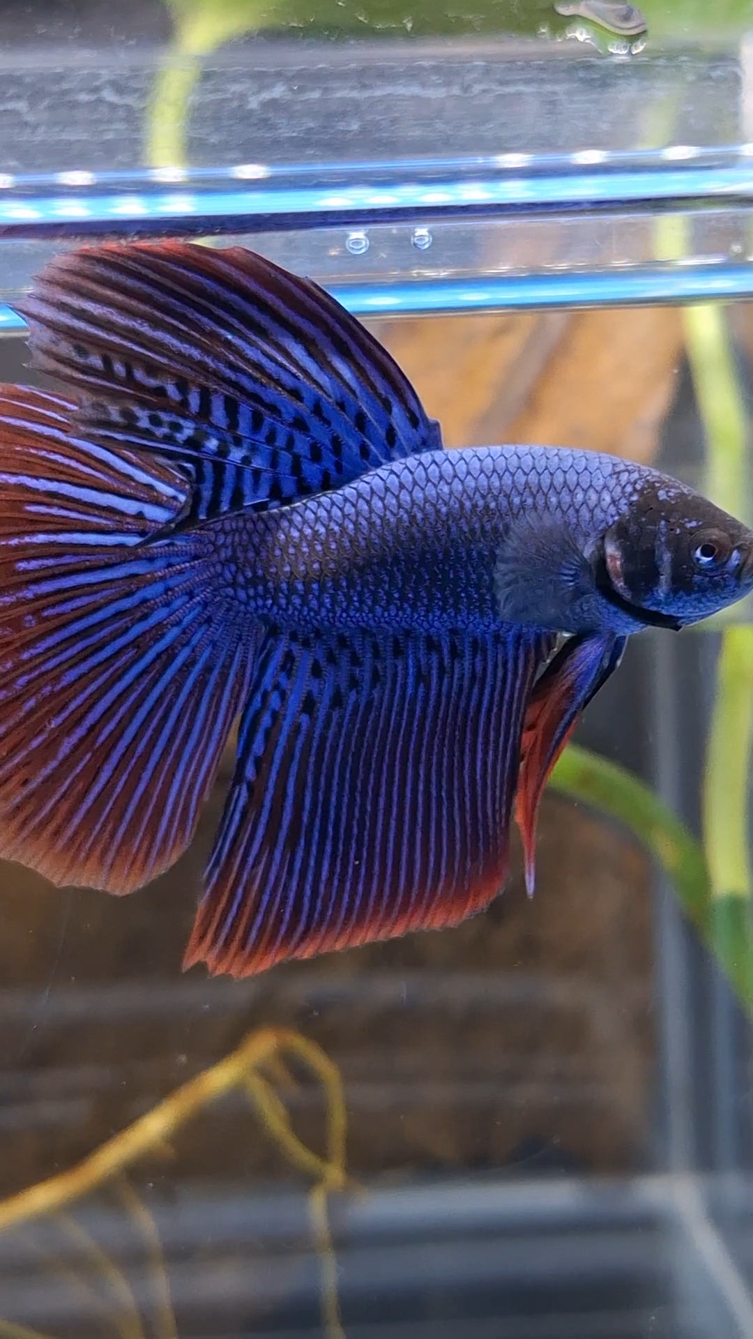 Alien Long Fins Blue Big Delta Tail Rare Wild Betta Fish Male