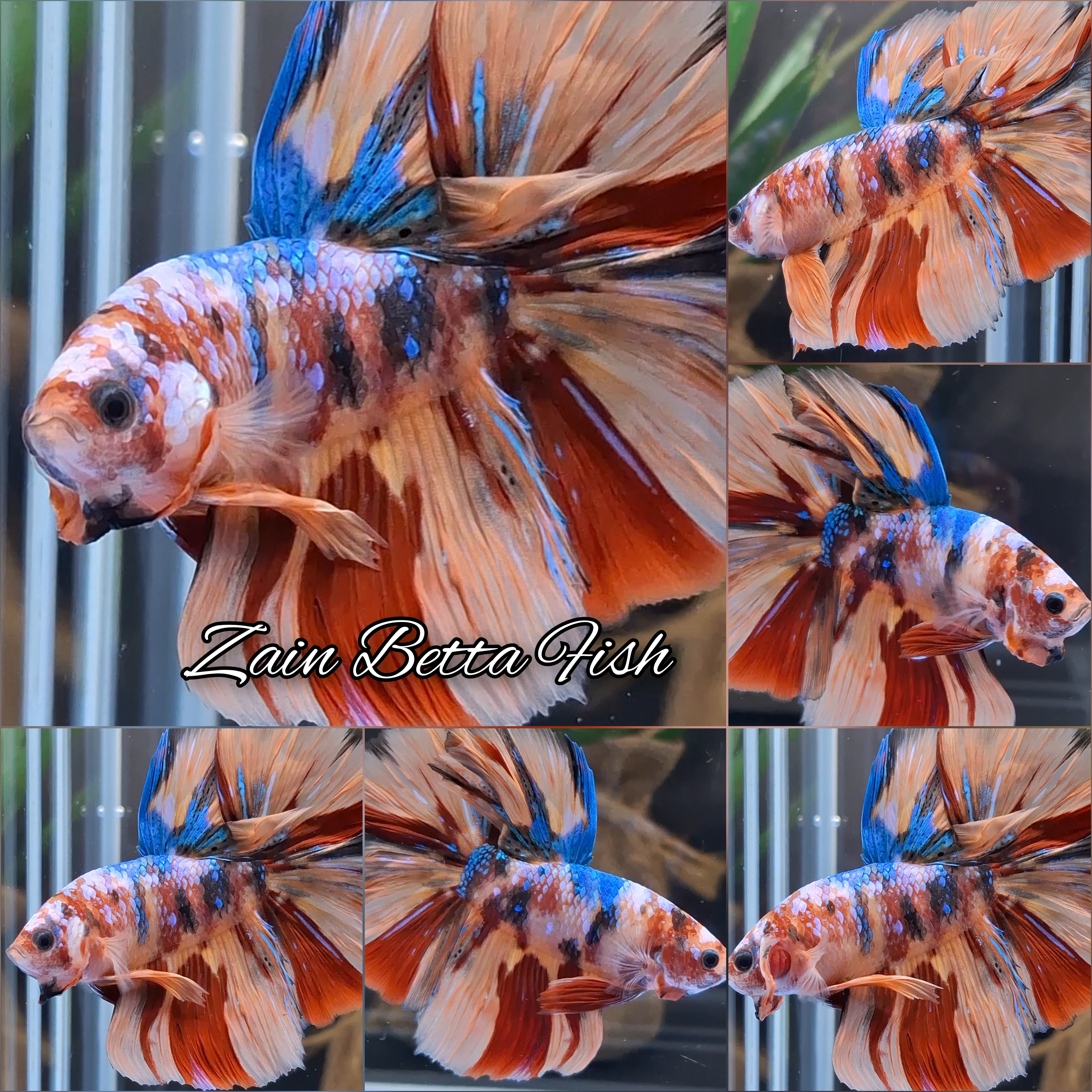 Halfmoon Rosetail Nemo Galaxy Fire Betta Fish Male
