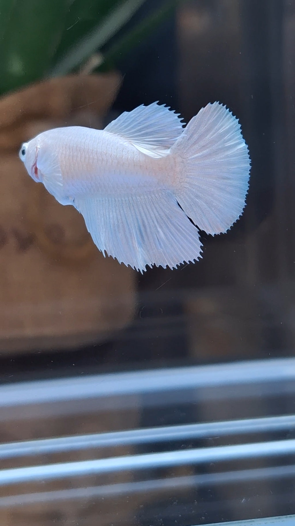 Halfmoon White Platinum Female Betta Fish For Sorority and Breed