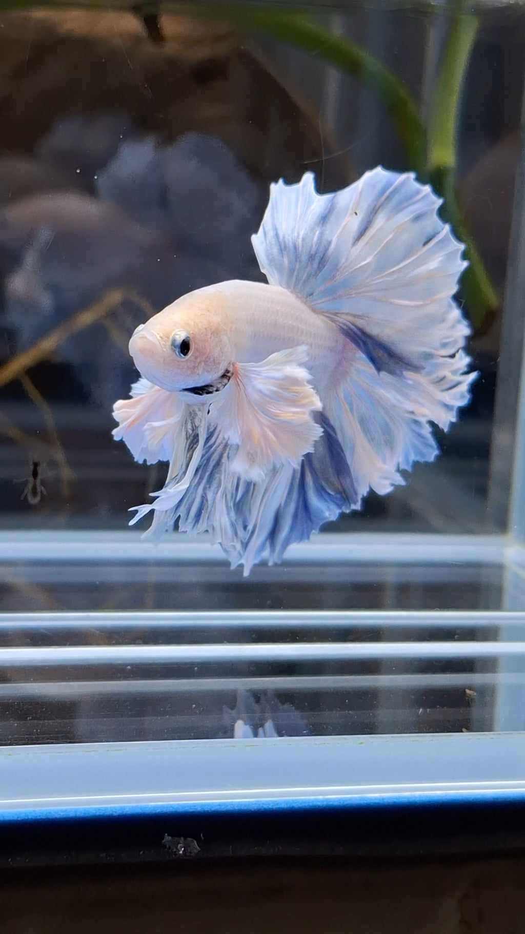 King Feathertail Halfmoon Rose Dumbo Ear Premium Rare Betta Fish Male