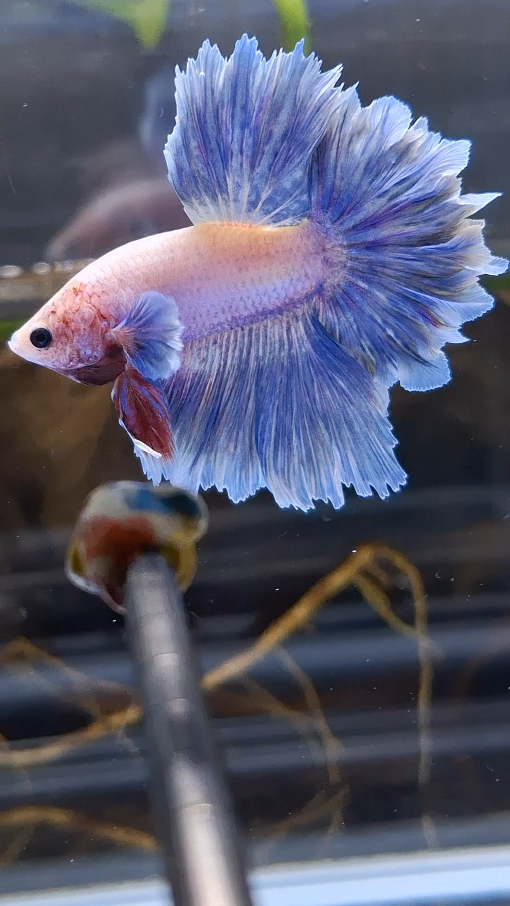 Halfmoon Feathertail Blue Sky Purple Wash Betta Fish Male