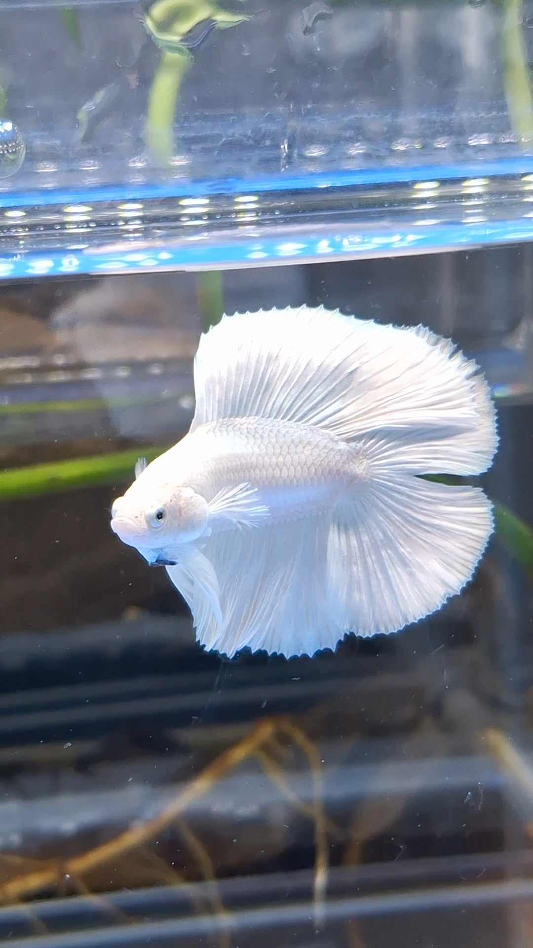 Halfmoon Double Tail White Platinum Betta Fish Male