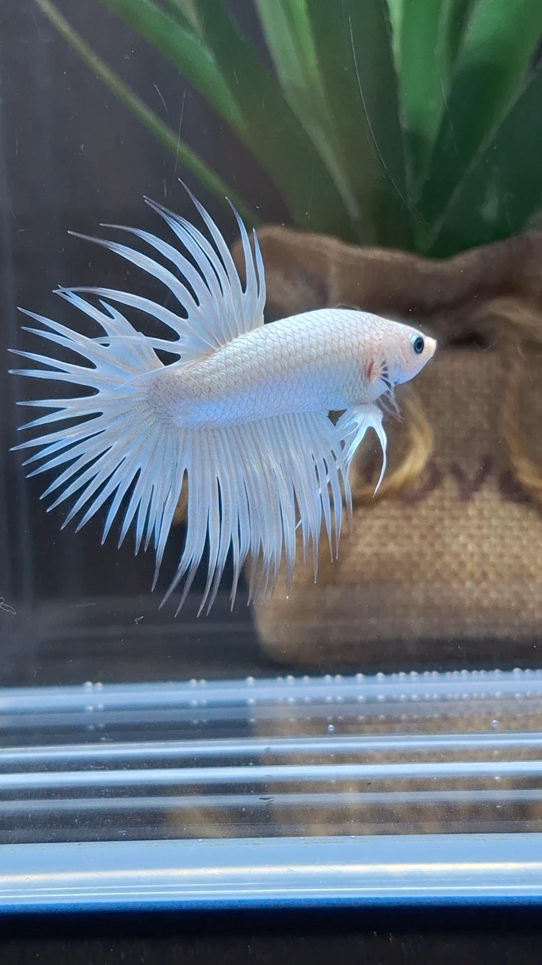 Premium Crowntail White Platinum Betta Fish Male