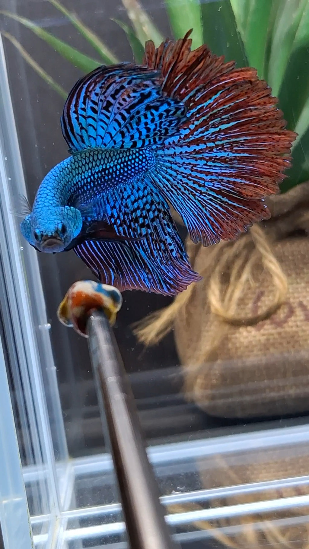 Premium Halfmoon Over Tail Rare Alien Wild Betta Fish Male Large Size