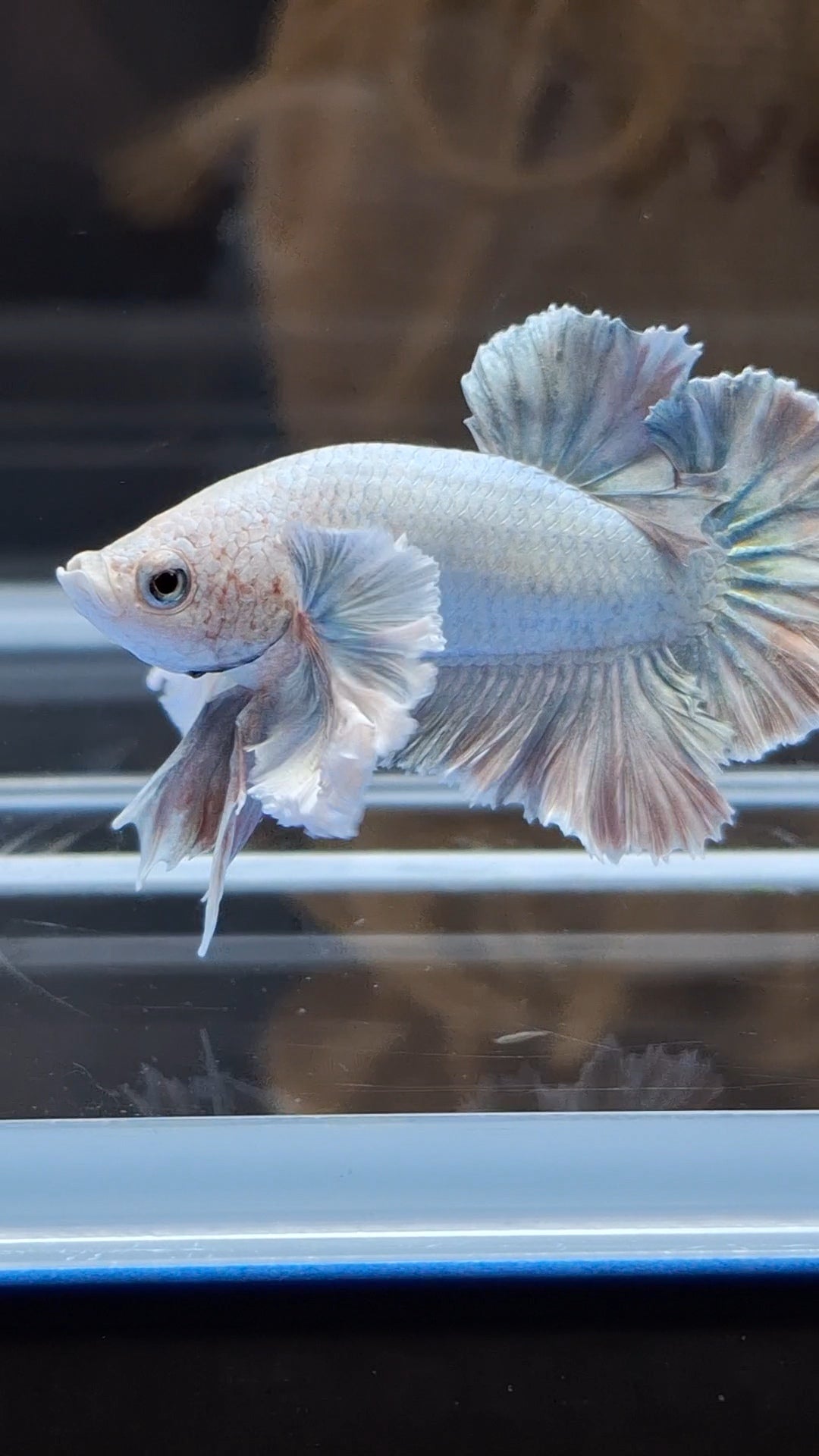 Premium Dumbo Ear Rose Gold Aurora Rare Plakat HMPK Betta Fish Male