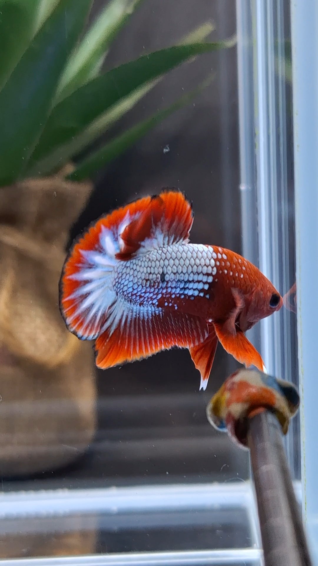 Red Fancy Copper FCCP Startail Plakat HMPK Betta Fish Male