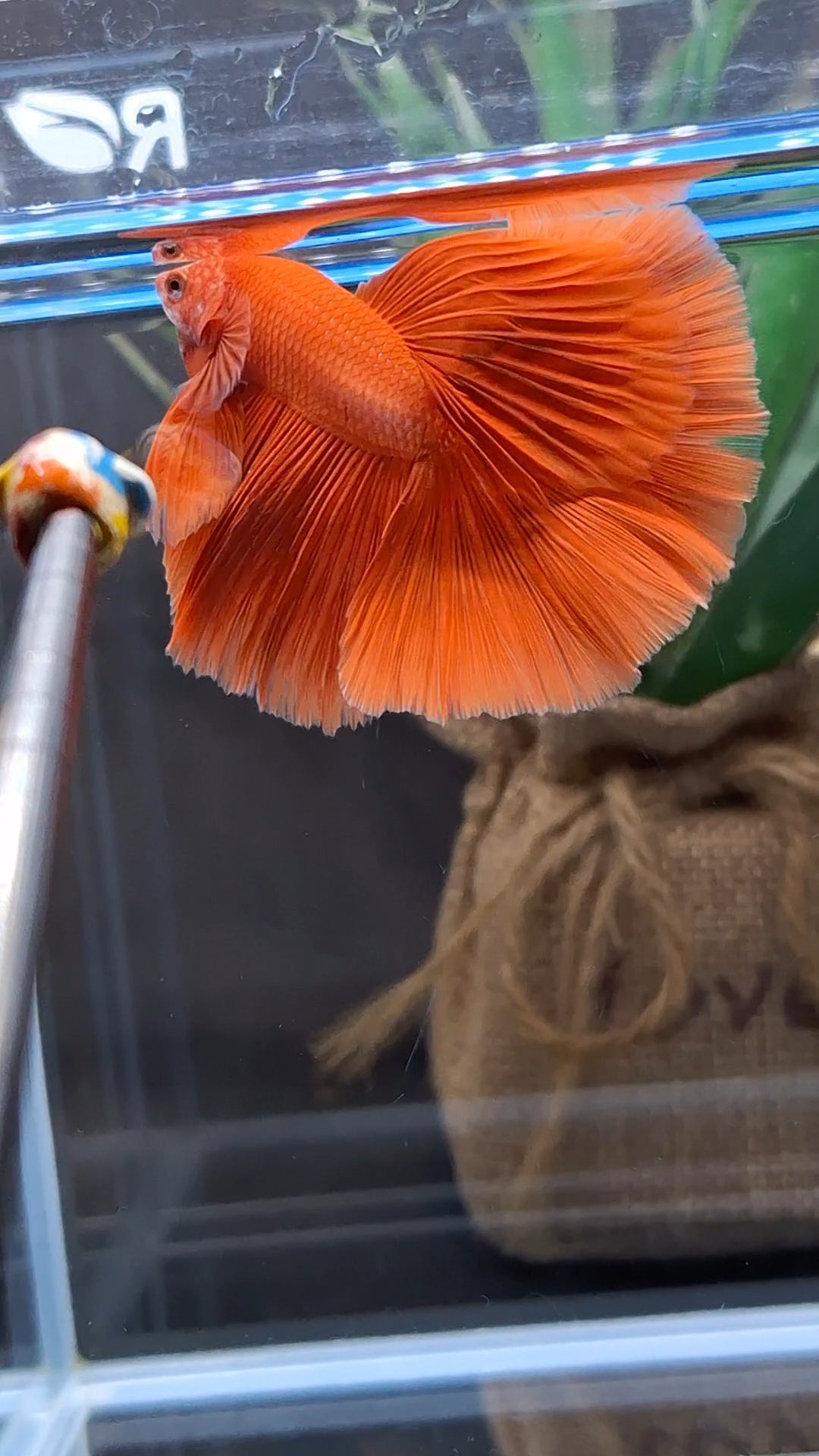 Over Halfmoon Red Solid Premium Betta Fish Male