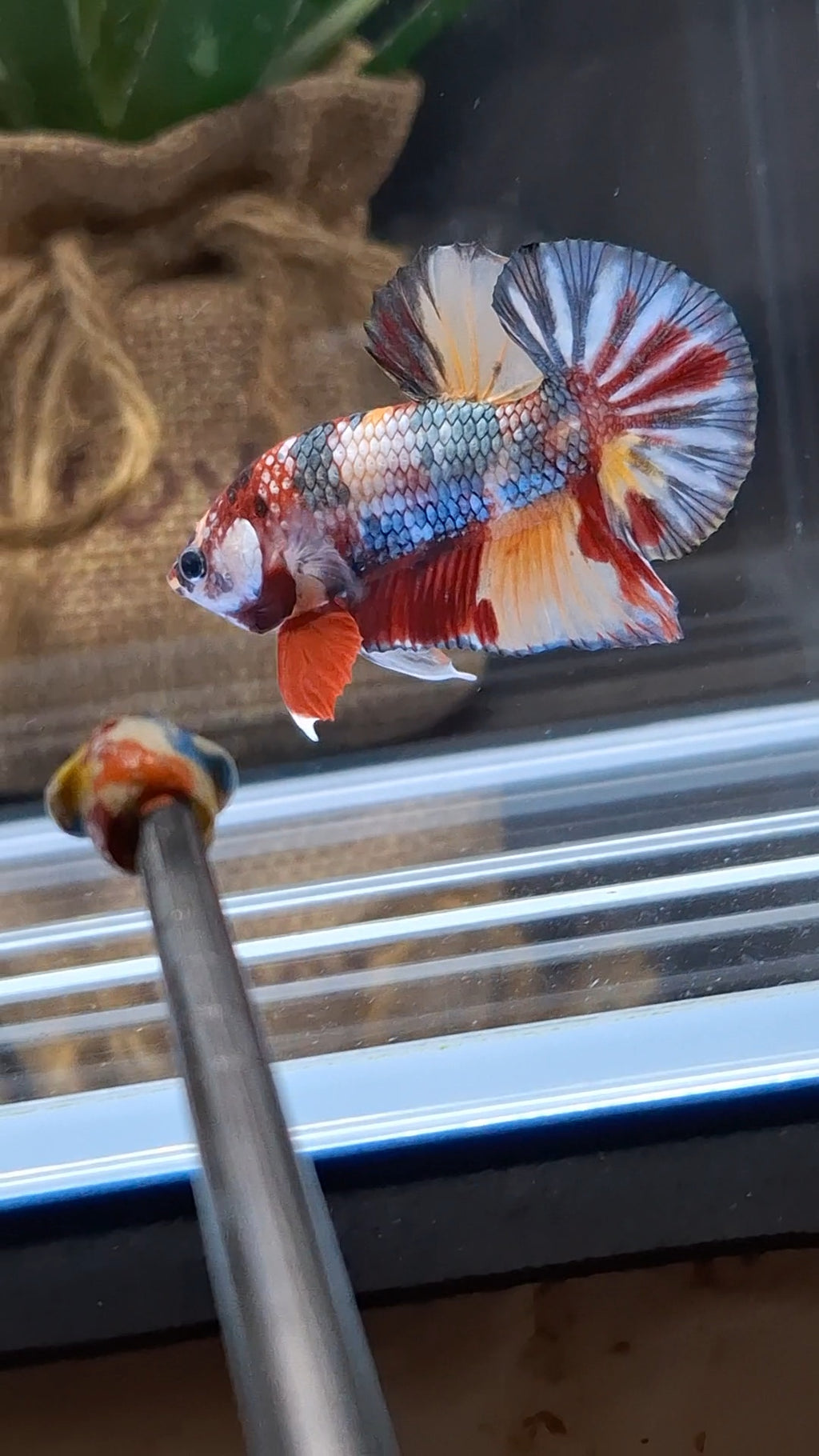 Candy Koi Copper Plakat HMPK Betta Fish Male