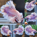 King Feathertail Dumbo Rose Ear Pink Butterfly Premium Betta Fish Male