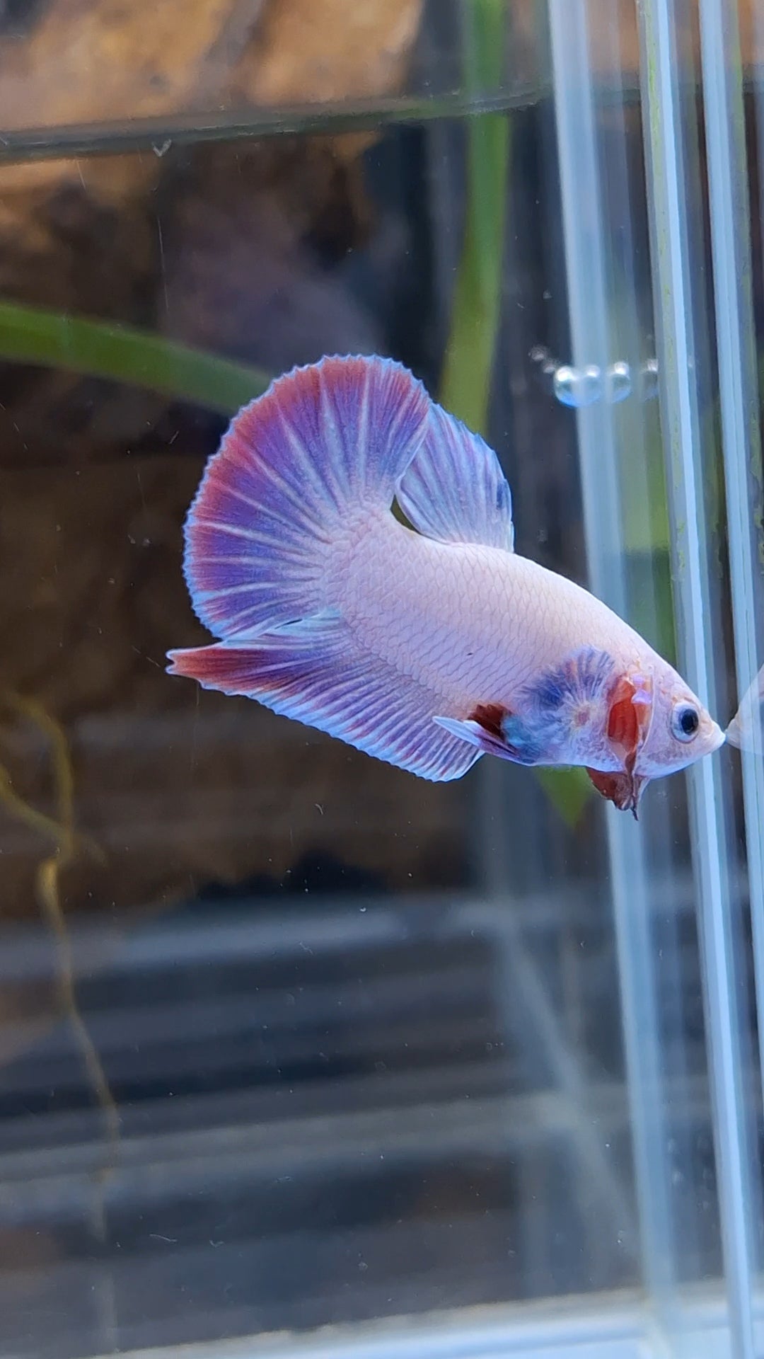 Hologram Aurora Pink Purple Plakat HMPK Rare Betta Fish Male
