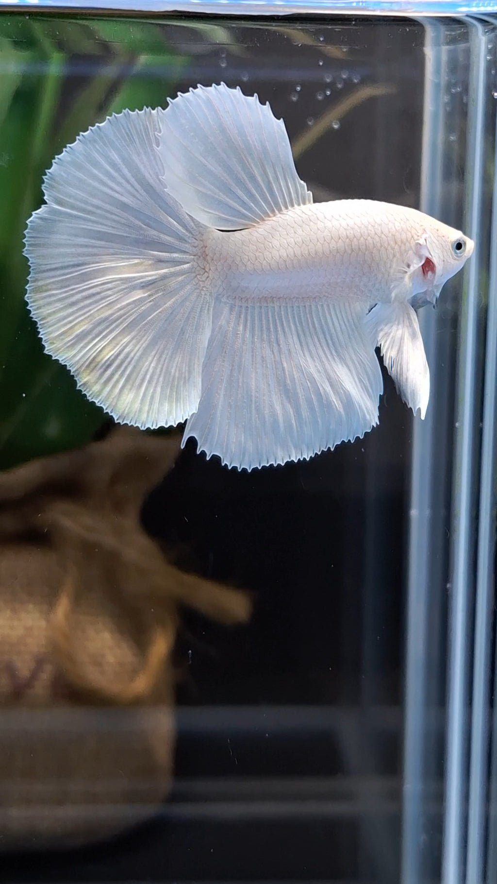 Halfmoon White Platinum Betta Fish Male