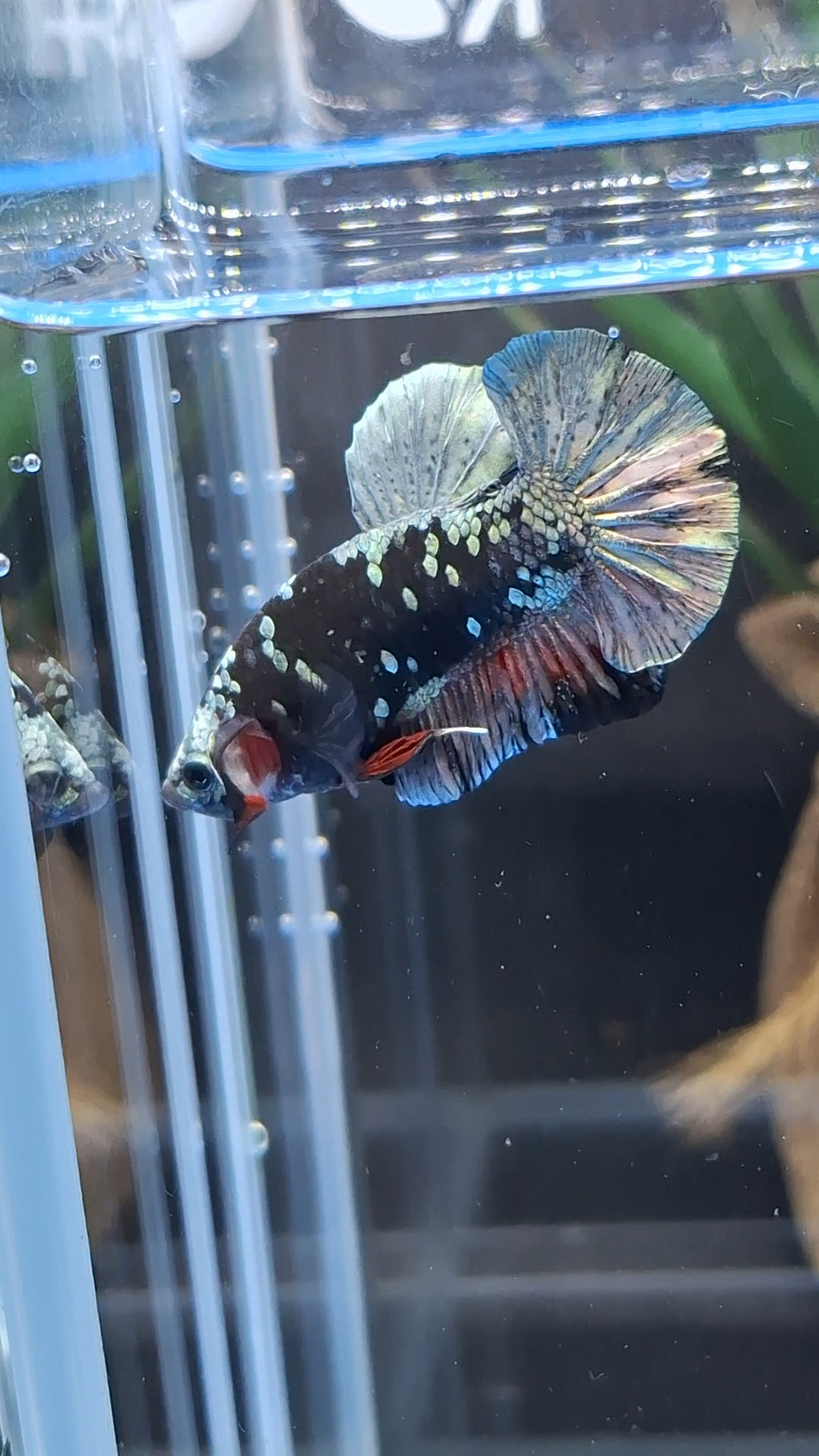 Avatar Copper Plakat HMPK Betta Fish Male