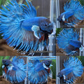 Crowntail Dumbo Ear Blue Turquoise Super Rare Betta Fish Male