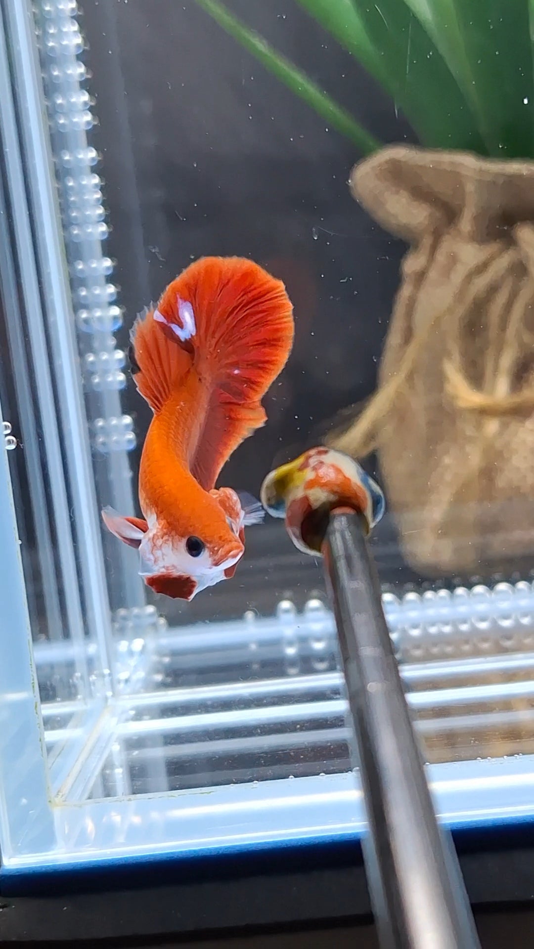 Hellboy Red Monkey Face Plakat HMPK Betta Fish Male