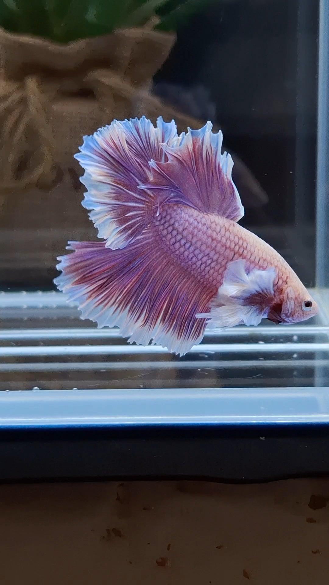 Feathertail Dumbo Ear Purple Butterfly Betta Fish Male