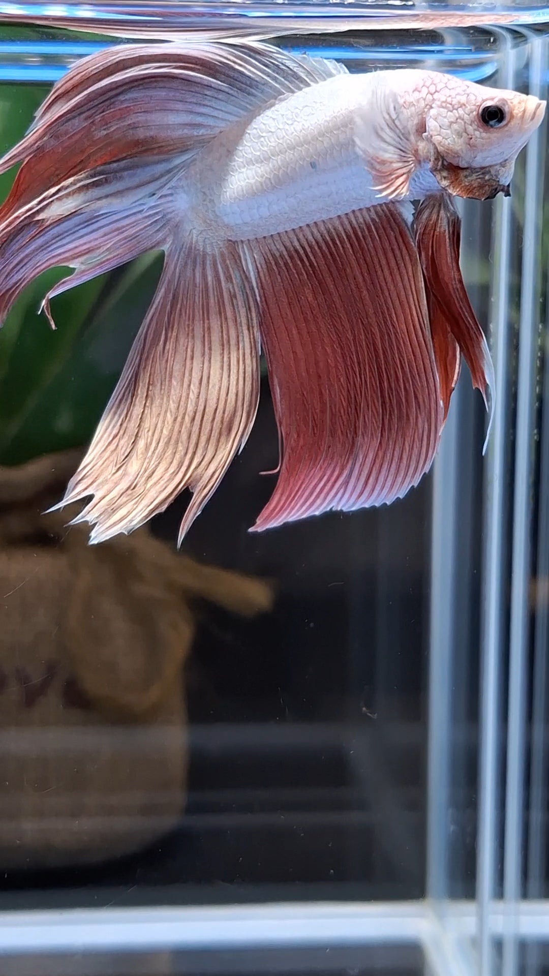 Monster Big XL Size Veiltail Double Tail Rose Gold Rare Betta Fish Male