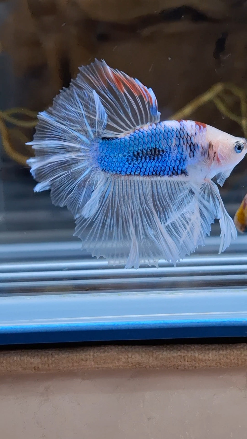 Halfmoon King Feathertail Monkay Face Fancy Rare Betta Fish Male
