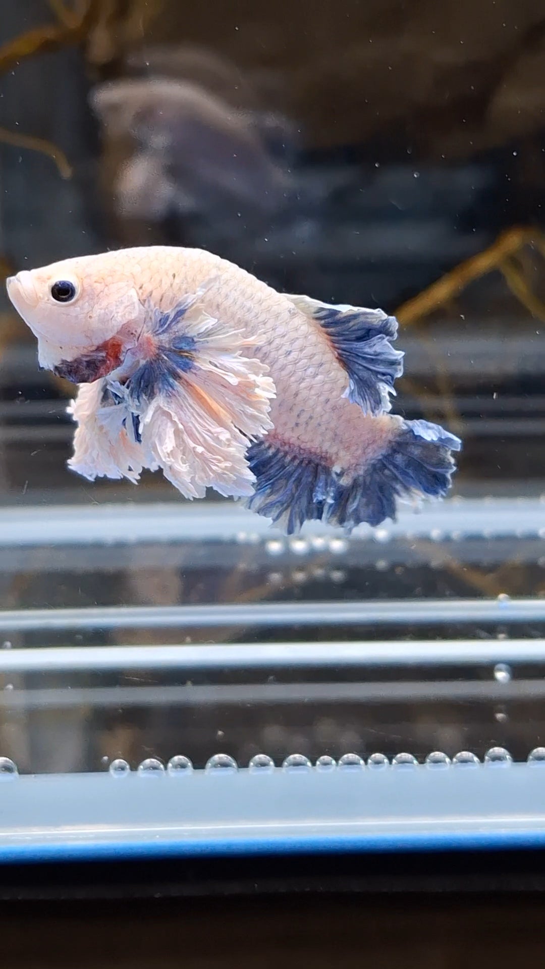 Plakat King Rose Dumbo Ear Rare Betta Fish Male