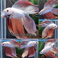 Monster Big XL Size Veiltail Double Tail Rose Gold Rare Betta Fish Male