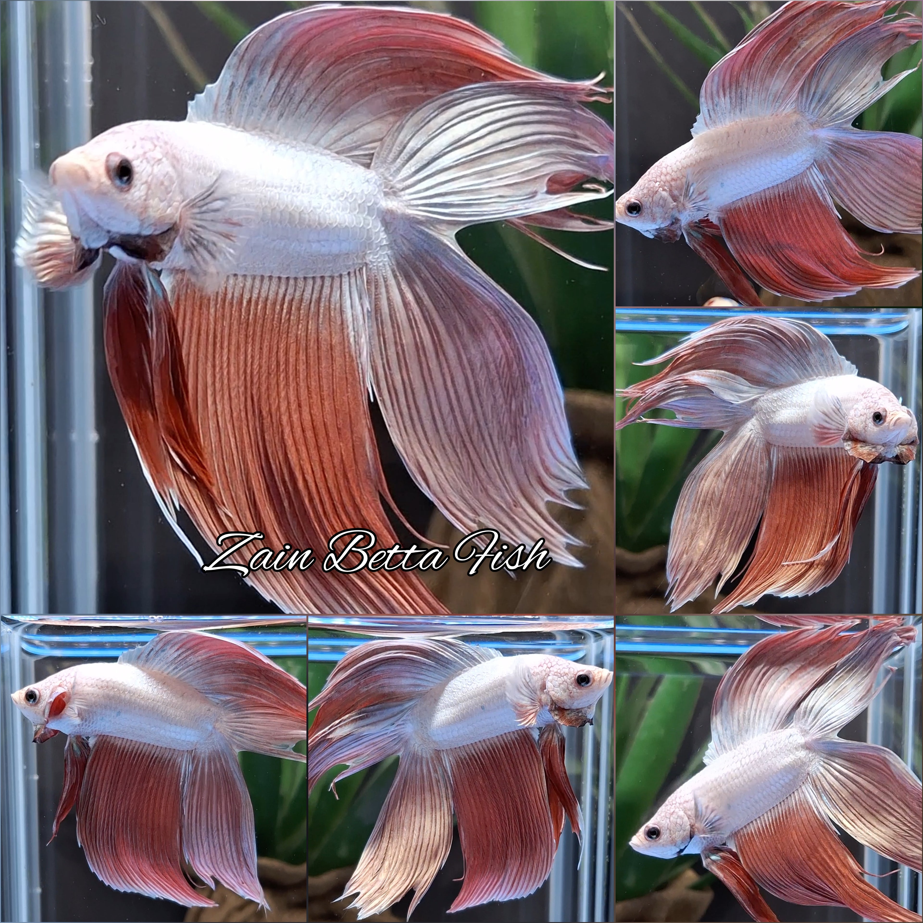 Monster Big XL Size Veiltail Double Tail Rose Gold Rare Betta Fish Male