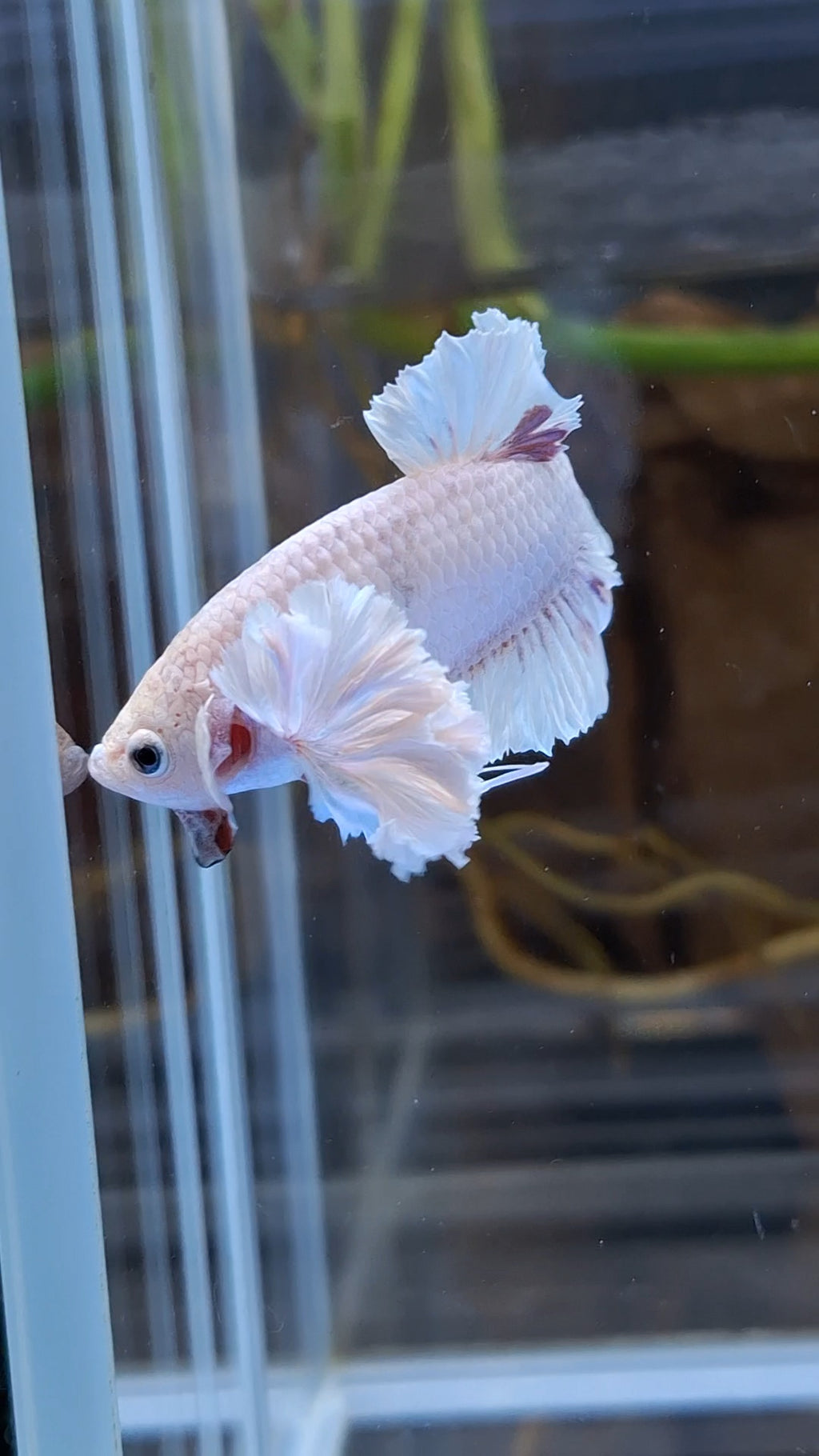 Premium Super Dumbo Ear Rose Rare Betta Fish Male