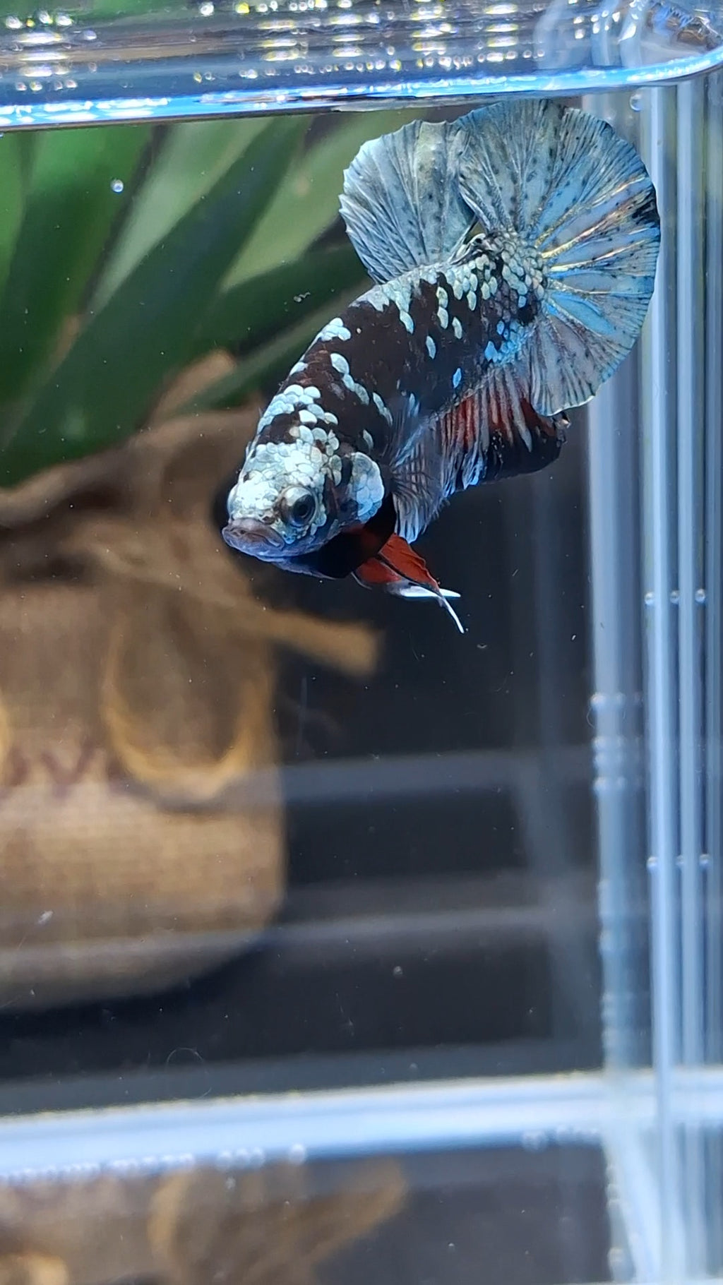 Avatar Copper Plakat HMPK Betta Fish Male