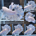 King Feathertail Soft Grizzle Skyblue Betta Fish Male