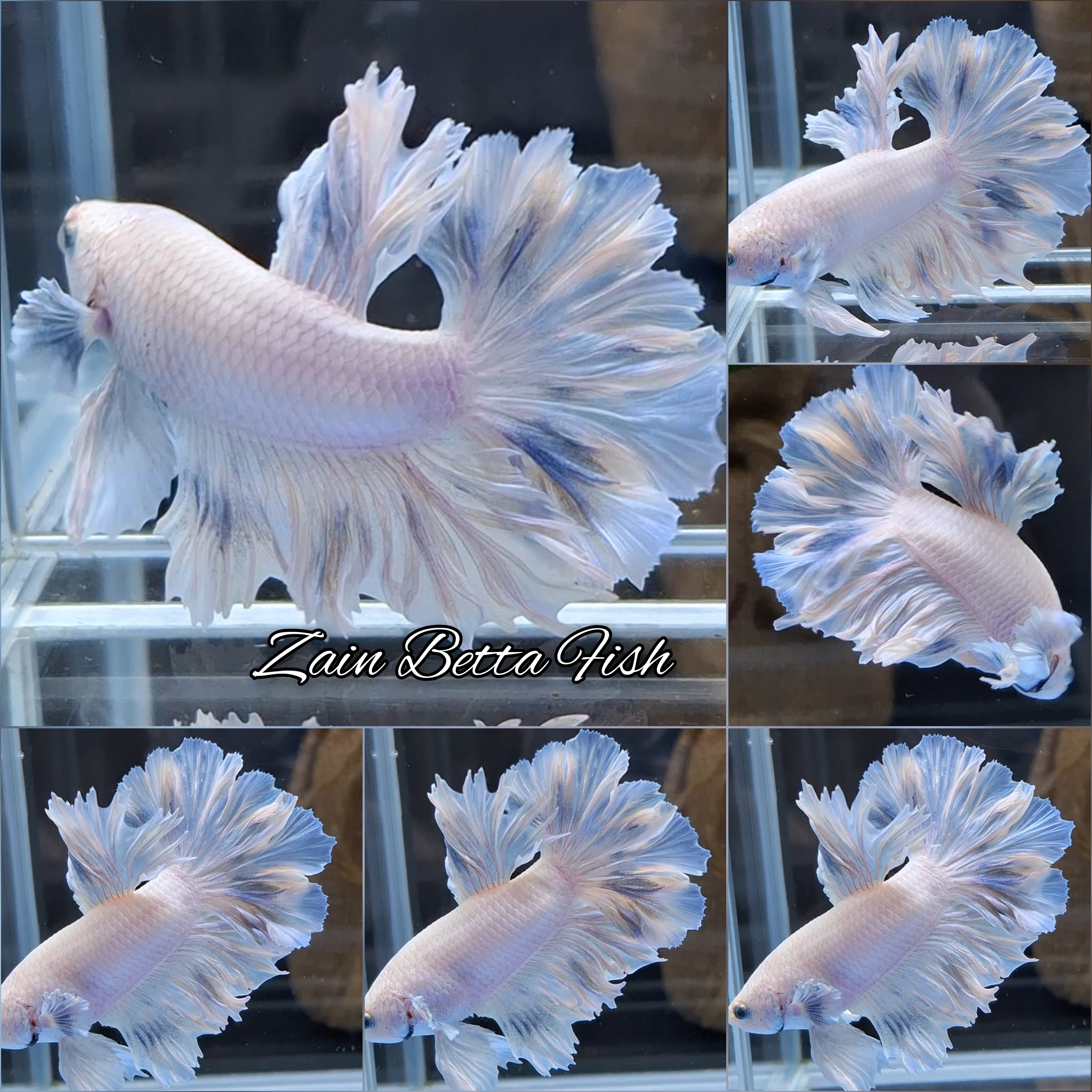 King Feathertail Soft Grizzle Skyblue Betta Fish Male