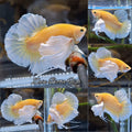 Dumbo Ear Soft Gold Plakat HMPK Betta Fish Male