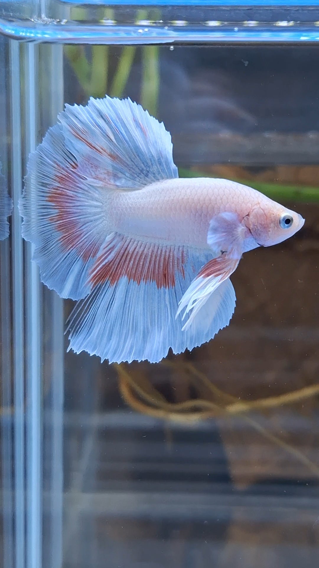 Halfmoon Pink Butterfly Betta Fish Male