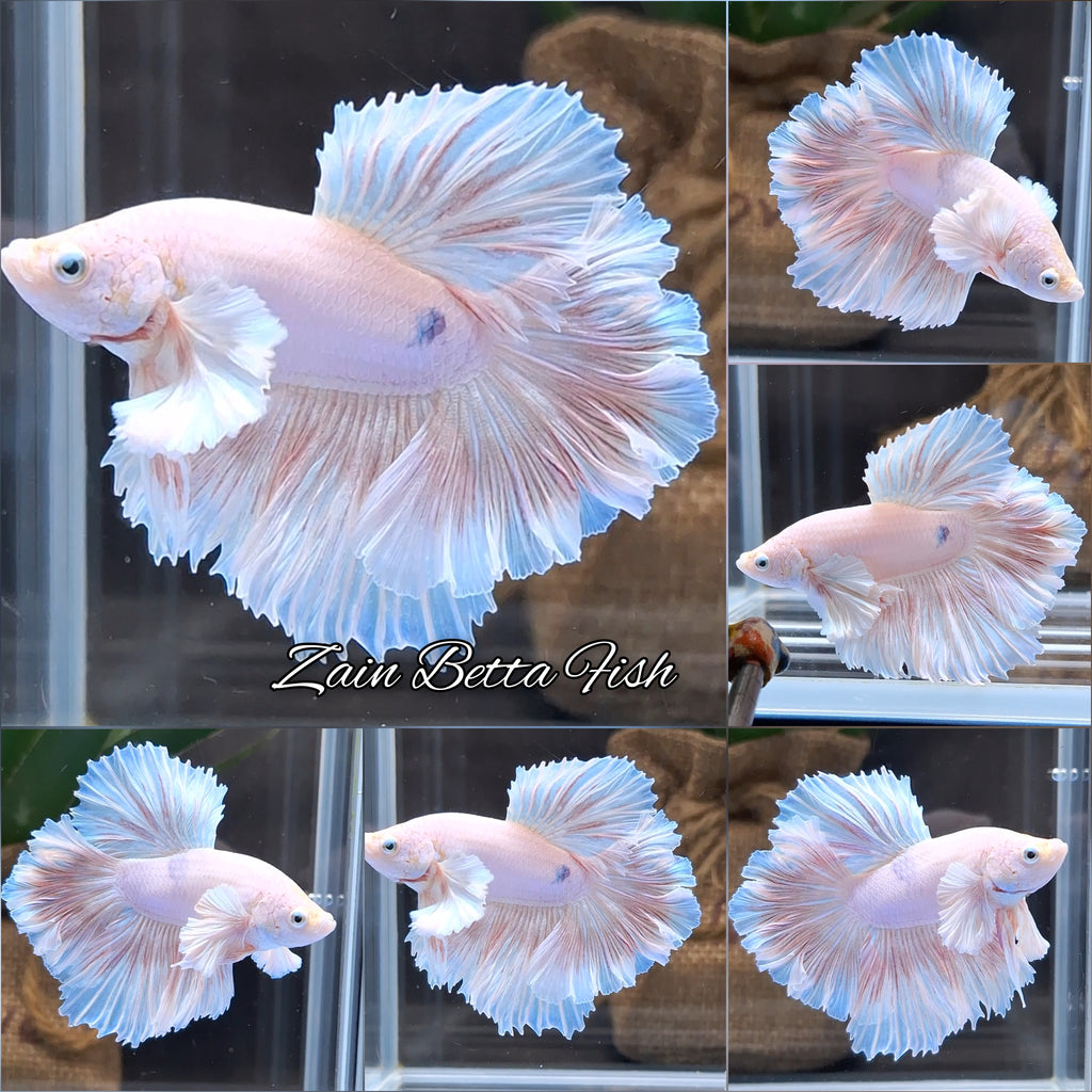 Halfmoon King Feathertail Rose Dumbo Ear Pink Butterfly Betta Fish Male