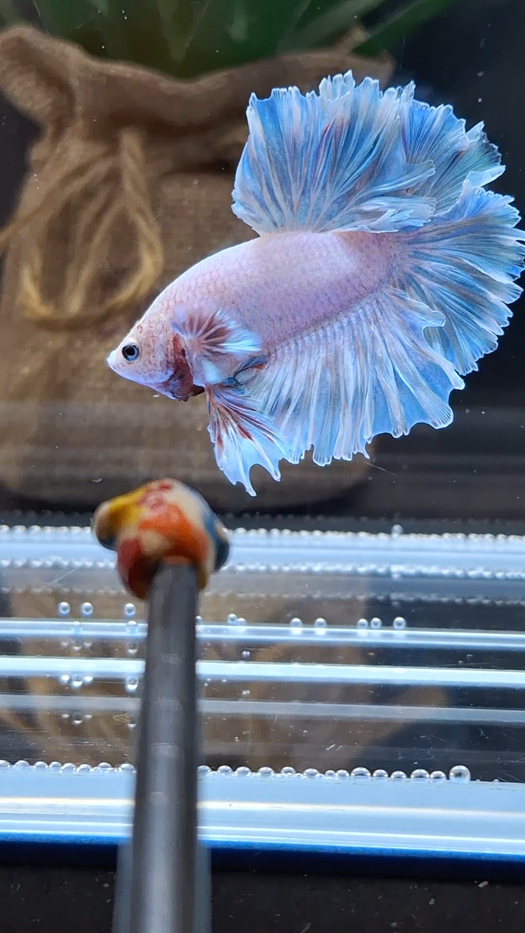 King Feathertail Blue Sky Betta Fish Male