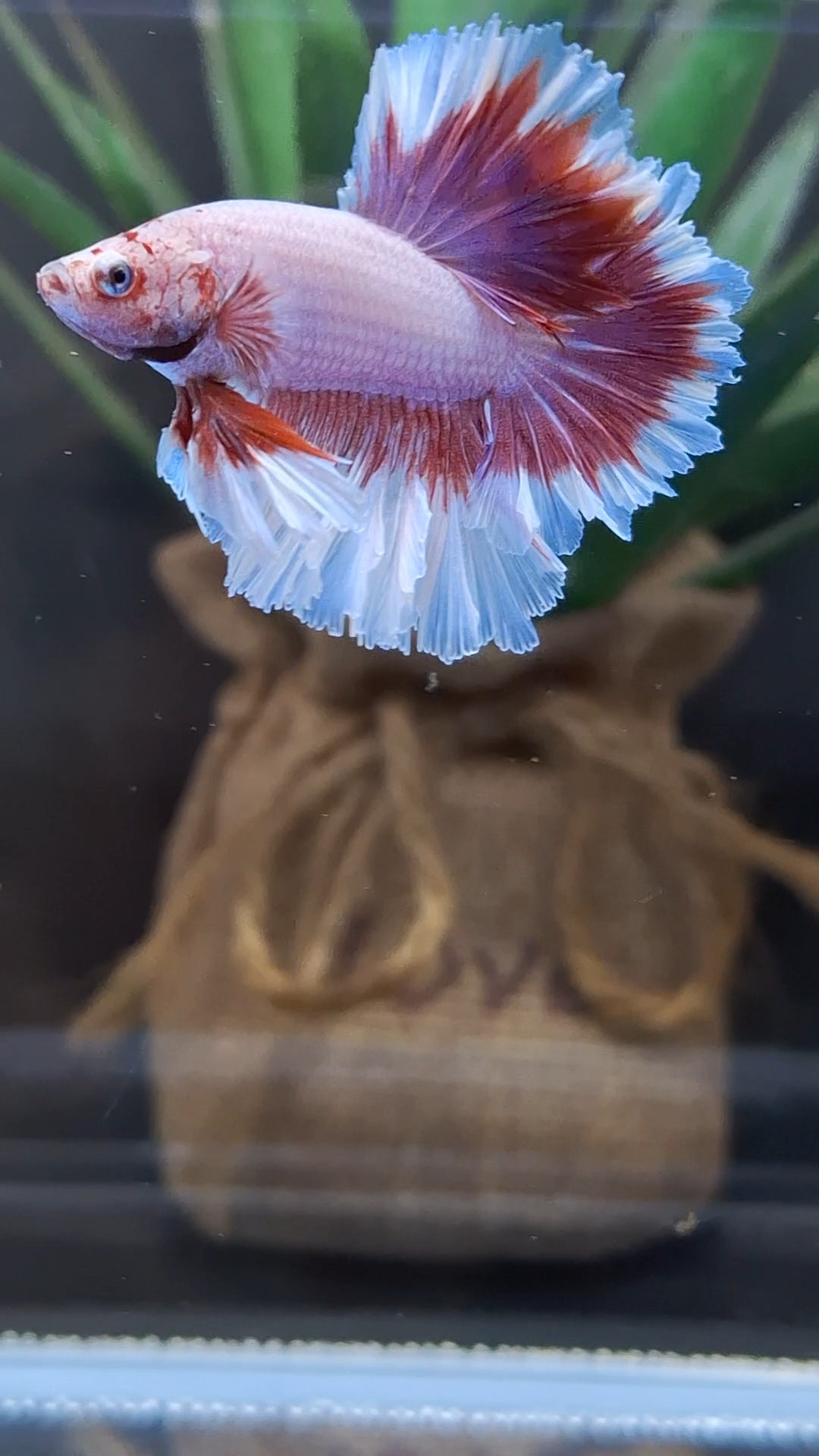 Junior King Feathertail Purple Pink Butterfly Betta Fish Male