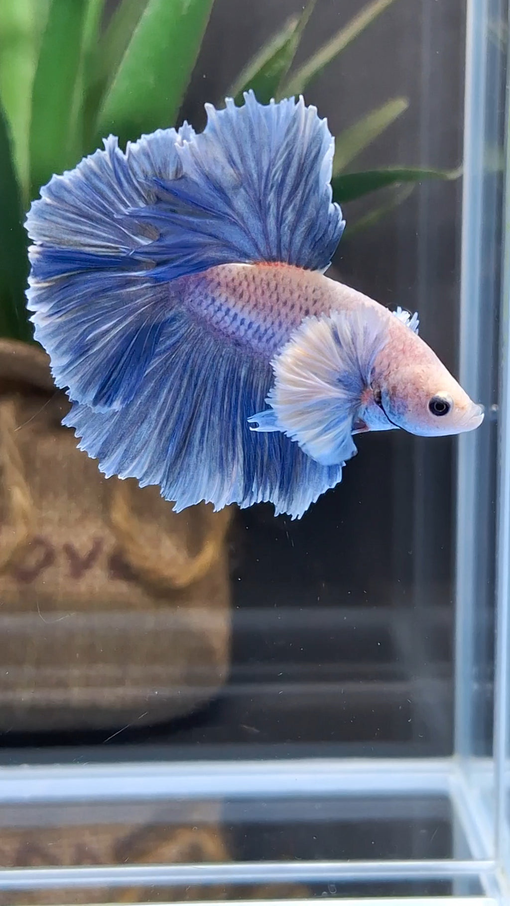 Halfmoon Rosetail Rose Dumbo Ear Grizzle Betta Fish Male