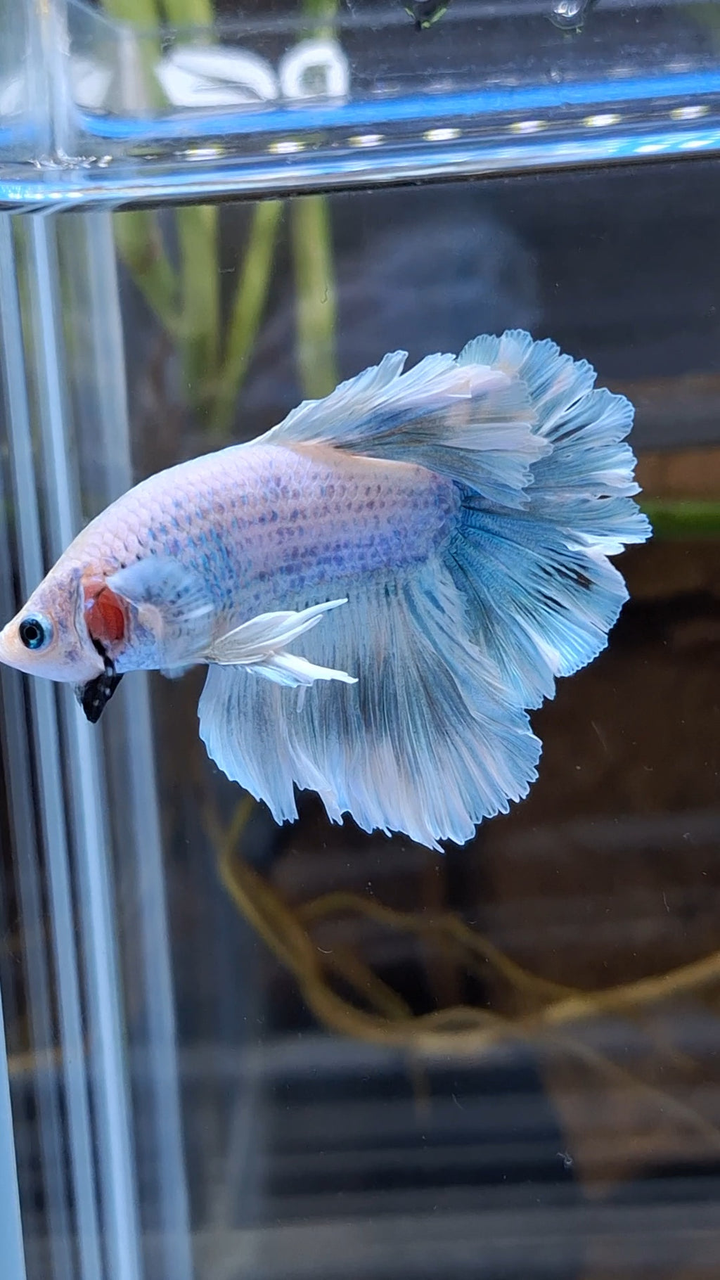 Halfmoon Feathertail Betta Fish Male