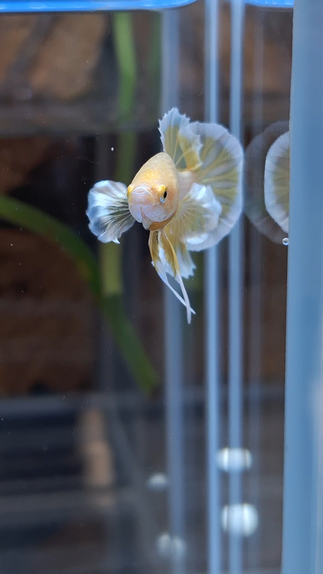 Gold Big Ear Butterfly Plakat Betta Fish Male