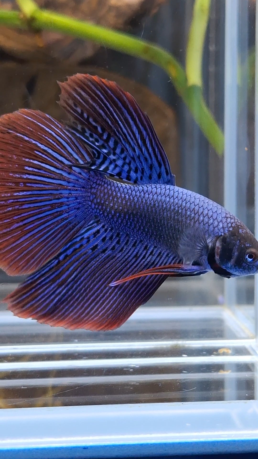Alien Long Fins Blue Big Delta Tail Rare Wild Betta Fish Male