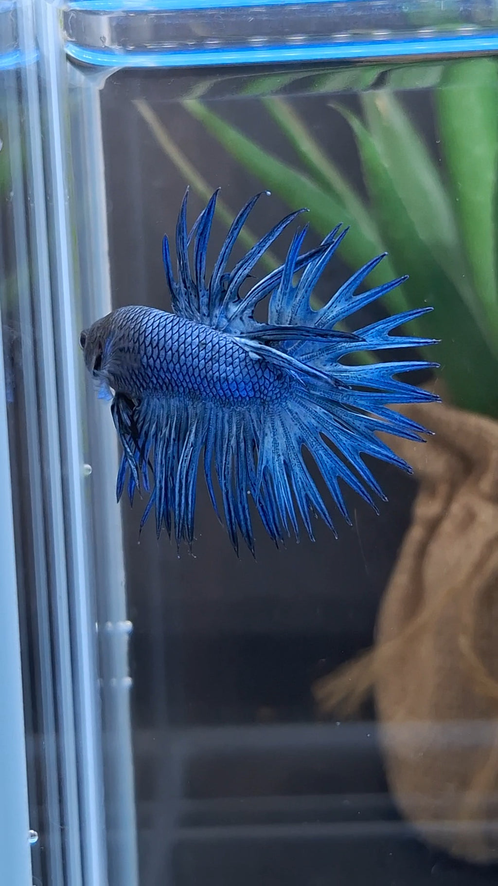 Crowntail Blue Betta Fish Male