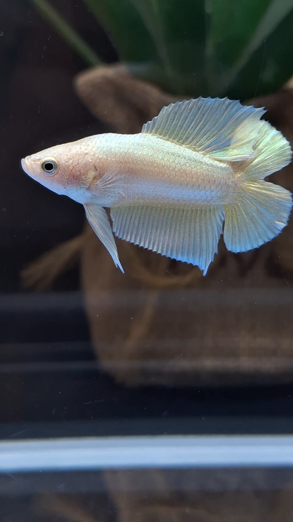Junior Gold Double Tail Plakat DTPK HMPK Betta Fish Male
